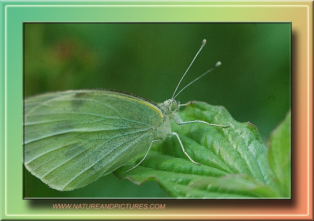 large white, butterfly, cabbag.jpg - LARGE WHITE - PORTSDOWN HILL - 13.7.07
